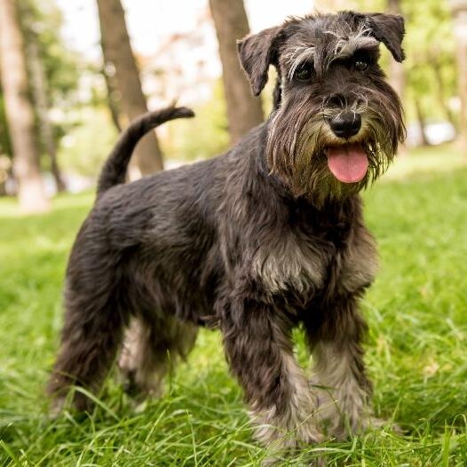 Best food for miniature schnauzer uk hotsell